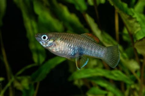 Livebearers: The Wonder of Live Birthing Fish