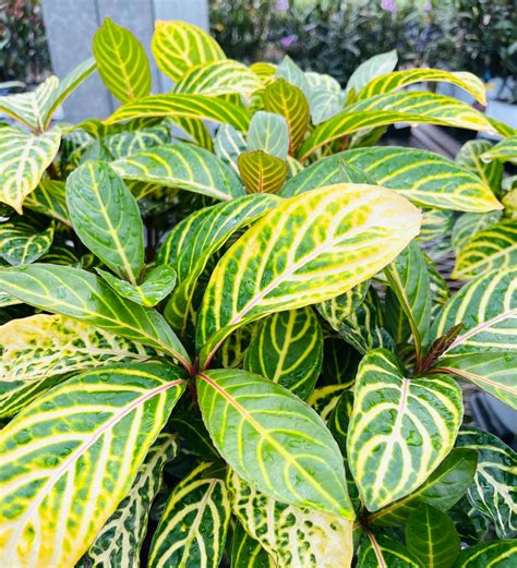 Liven Up Your Space with the Stunning Zebra Plant (Sanchezia)