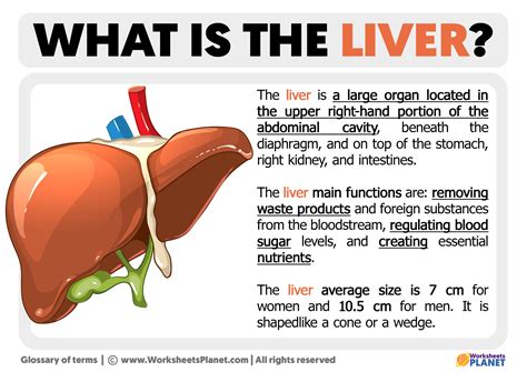 Liver & Renal Failure: The Deadly Duo