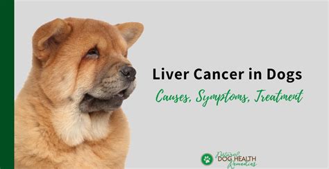 Liver Cancer in Dogs: The 1 in 3,000 Silent Killer