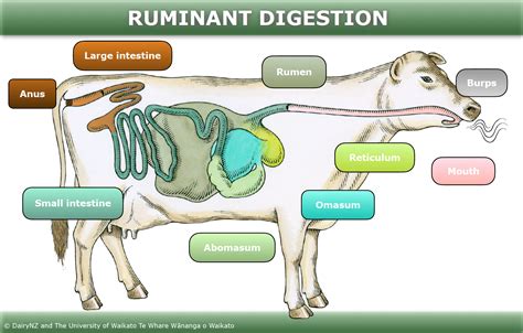 Livestock Fermentation Tank: Your Guide to Cattle Digestion