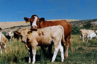 Livestock Identification Program Washington State Department Of Ebook Epub