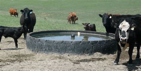 Livestock Watering: