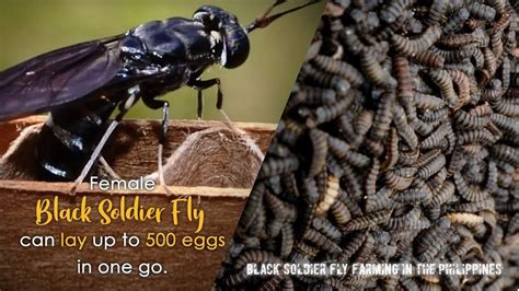 Living Web Farms: 10,000x More Than Just Black Soldier Flies