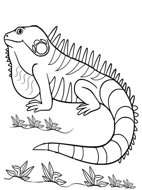 Lizard Coloring Pages: Benefits and Applications