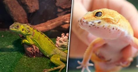 Lizards for Adoption: Find Your Perfect Reptilian Companion