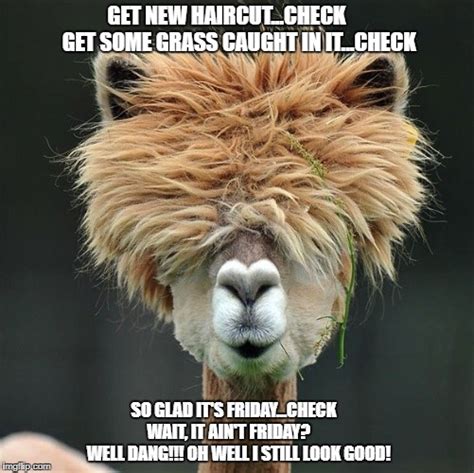 Llama Haircut Meme: A Timeline of Its Popularity and Cultural Impact