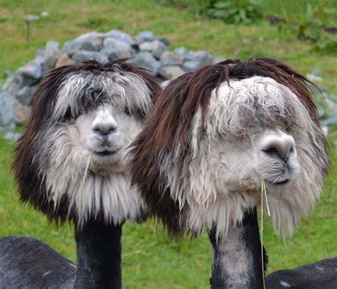 Llama Haircuts: A 10-Point Masterclass on Making Your Alpaca Look Fabulous