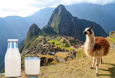 Llama Milk: Nature's Liquid Gold for Health and Culinary Delights