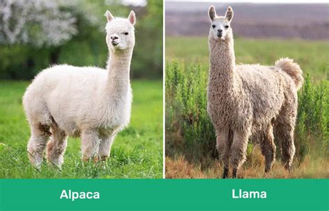 Llamas vs. Alpacas: A Comprehensive Comparison