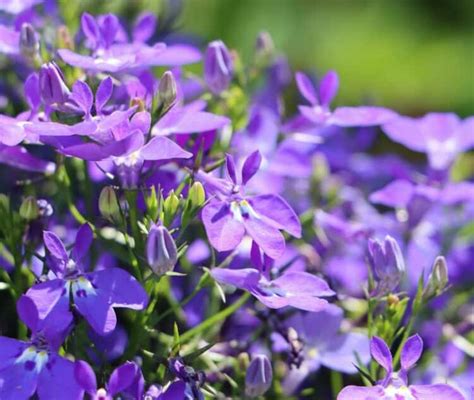 Lobelia Safe for Dogs: A Guide to Benefits and Precautions