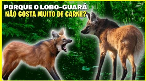 Lobo-Guará 777: Um Guia Completo Sobre o Maior Canídeo da América do Sul