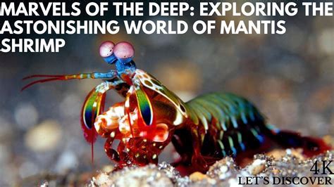 Lobster Cockroach of the Sea: Exploring the Marine Marvels of Mantis Shrimp