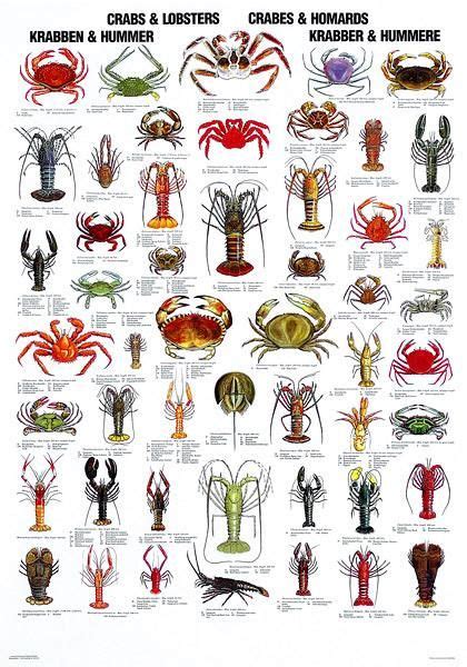 Lobster Species Chart