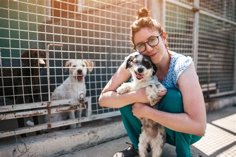 Local Animal Shelter Near Me: Your Guide to 15,000+ Shelters