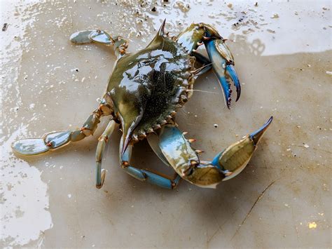 Locating Blue Crabs