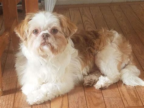 Locating Shih Tzu Rescue Dogs Near You