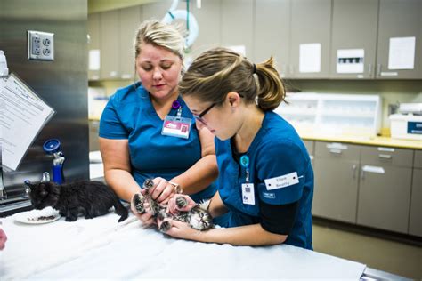 Locating Vet Tech Internships Near You