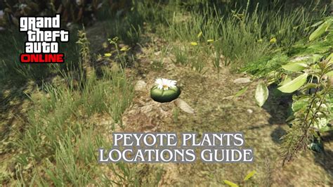 Locations of Peyote Plants in GTA 5: A Comprehensive Guide