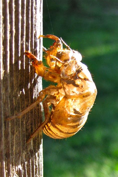 Locust Shells on Trees: Unlocking a Hidden Treasure