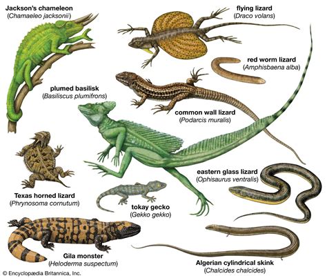 Lollylizard Characteristics