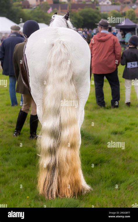 Long, flowing tails: