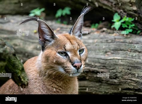 Long, tufted ears: