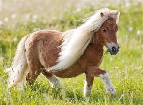 Long Haired Ponies: A Majestic Sight to Behold