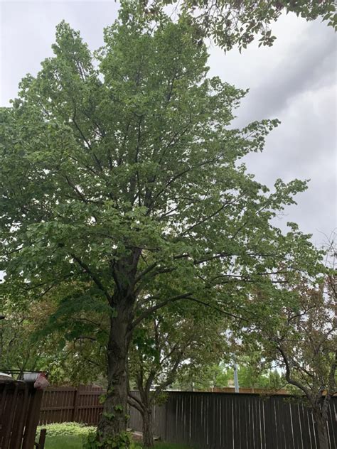 Long Life Trees Epub