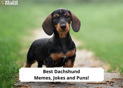 Long-haired Dachshund: Memes and Humor for 2025