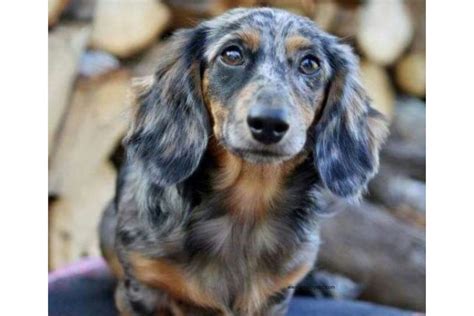 Long-haired dachshund FAQs and answers