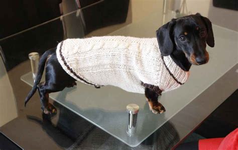 Long-haired dachshund and fashion trends