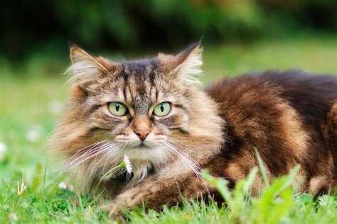 Longhaired Cats: