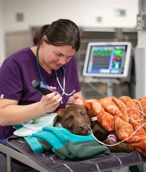 Longmont Small Animal Hospital: Your Guide to Animal Care