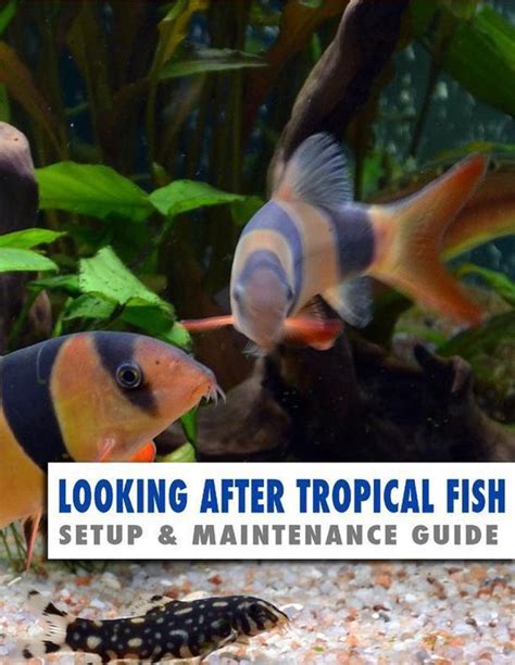 Looking After Tropical Fish Reader