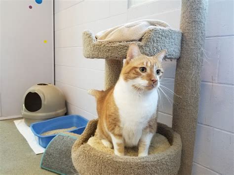 Looking for the Purrfect Match: Discover the Top 5 Cat Adoption Centers Near You