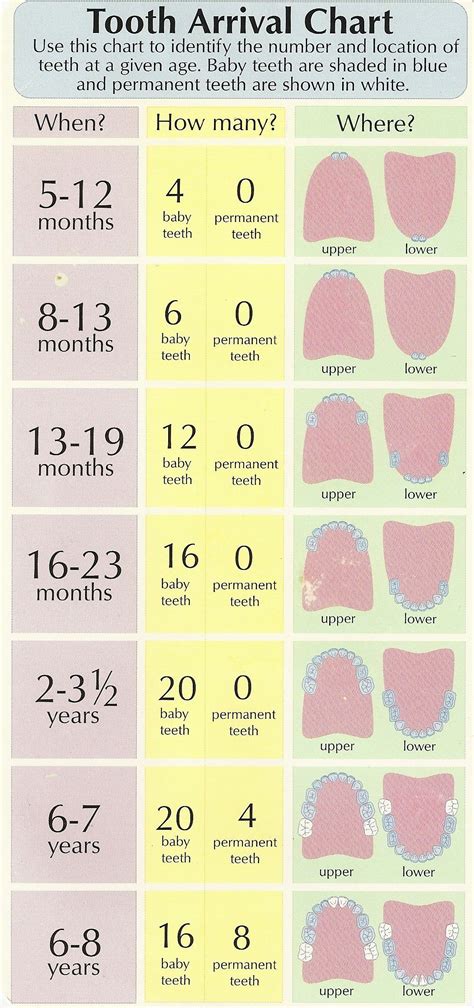Losing Teeth Age Chart