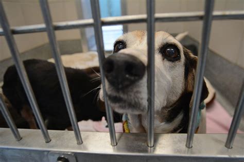 Loudoun County Animal Shelter: Waterford, VA: A Haven for Hope for Furry Friends