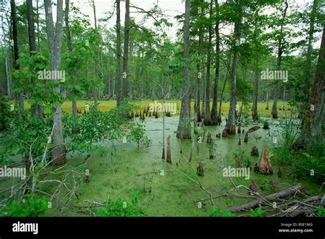 Louisiana: The Heart of Cajun Country and Beyond