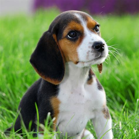 Love for Beagles: