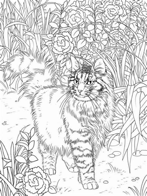 Lovely Kittens Coloring Book for Adults Reader