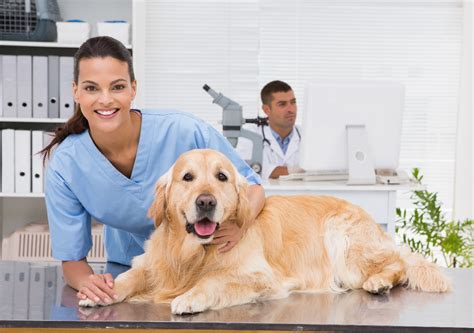 Low Cost Animal Hospitals Near Me: 3 Affordable Options