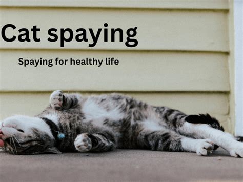 Low Cost Cat Spaying Near Me: A Comprehensive Guide for Pet Owners