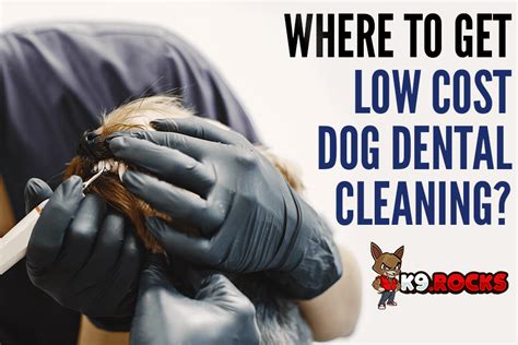 Low Cost Dog Dental Cleaning Near Me: Save Up to $500