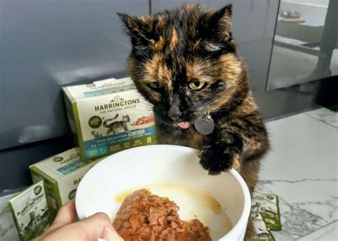 Low-Carb Cat Food: The Ultimate Guide to a Grain-Free Diet for Your Feline Friend