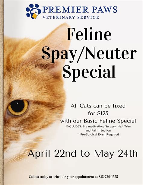 Low-Cost Cat Neuter Near Me: A Comprehensive Guide to Affordable Feline Sterilization