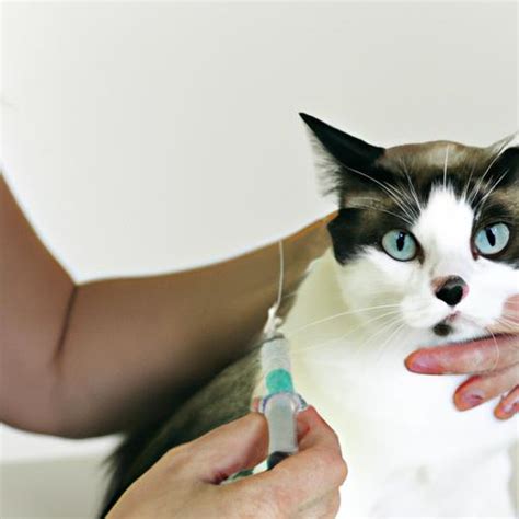 Low-Cost Cat Vaccinations: Protect Your Feline Friend for Less!