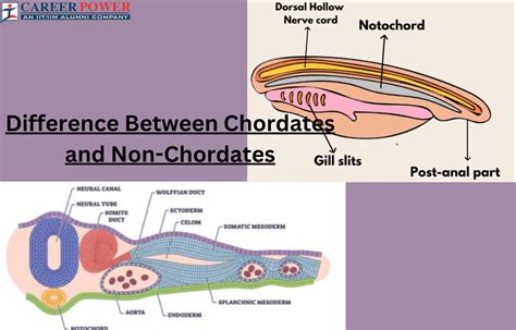 Lower Nonchordata PDF