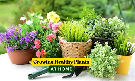 Lowes Plant Fertilizer: The Ultimate Guide to Green, Healthy Plants