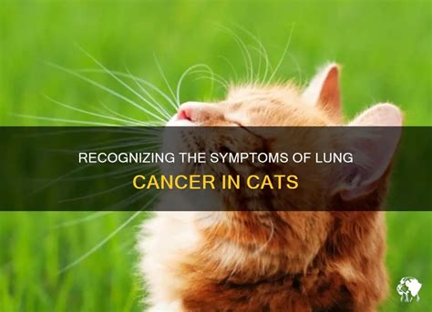 Lung Cancer in Cats: The Deadliest of the 6 Most Common Cat Cancers